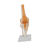 Maxbell Human Knee Joint Model Wear Resistant Scientific Model for Classroom Lab Office Type A