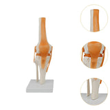 Maxbell Human Knee Joint Model Wear Resistant Scientific Model for Classroom Lab Office Type A