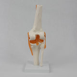 Maxbell Human Knee Joint Model Wear Resistant Scientific Model for Classroom Lab Office Type A