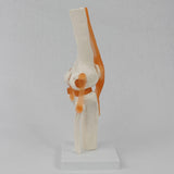 Maxbell Human Knee Joint Model Wear Resistant Scientific Model for Classroom Lab Office Type A