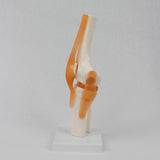 Maxbell Human Knee Joint Model Wear Resistant Scientific Model for Classroom Lab Office Type A