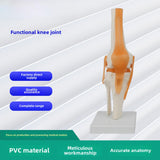 Maxbell Human Knee Joint Model Wear Resistant Scientific Model for Classroom Lab Office Type A