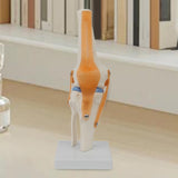 Maxbell Human Knee Joint Model Wear Resistant Scientific Model for Classroom Lab Office Type B