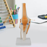 Maxbell Human Knee Joint Model Wear Resistant Scientific Model for Classroom Lab Office Type B