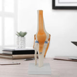 Maxbell Human Knee Joint Model Wear Resistant Scientific Model for Classroom Lab Office Type B