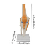 Maxbell Human Knee Joint Model Wear Resistant Scientific Model for Classroom Lab Office Type B