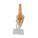 Maxbell Human Knee Joint Model Wear Resistant Scientific Model for Classroom Lab Office Type B