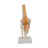 Maxbell Human Knee Joint Model Wear Resistant Scientific Model for Classroom Lab Office Type B