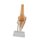 Maxbell Human Knee Joint Model Wear Resistant Scientific Model for Classroom Lab Office Type B