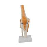 Maxbell Human Knee Joint Model Wear Resistant Scientific Model for Classroom Lab Office Type B