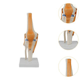 Maxbell Human Knee Joint Model Wear Resistant Scientific Model for Classroom Lab Office Type B