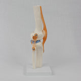Maxbell Human Knee Joint Model Wear Resistant Scientific Model for Classroom Lab Office Type B