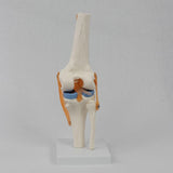 Maxbell Human Knee Joint Model Wear Resistant Scientific Model for Classroom Lab Office Type B