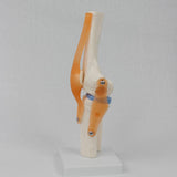 Maxbell Human Knee Joint Model Wear Resistant Scientific Model for Classroom Lab Office Type B