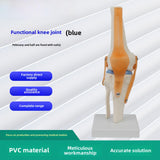 Maxbell Human Knee Joint Model Wear Resistant Scientific Model for Classroom Lab Office Type B
