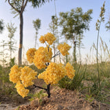 Maxbell Model Tree Accessories Props Micro Landscape for Scene Building DIY Projects Height 12 cm