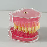 Maxbell Oral Teaching Model Practice Instrument Study Supplies Demonstration Display