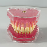 Maxbell Oral Teaching Model Practice Instrument Study Supplies Demonstration Display