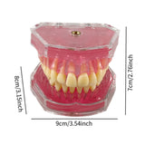 Maxbell Oral Teaching Model Practice Instrument Study Supplies Demonstration Display