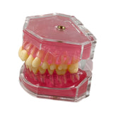 Maxbell Oral Teaching Model Practice Instrument Study Supplies Demonstration Display