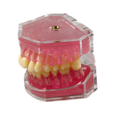 Maxbell Oral Teaching Model Practice Instrument Study Supplies Demonstration Display