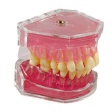 Maxbell Oral Teaching Model Practice Instrument Study Supplies Demonstration Display