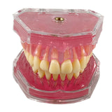 Maxbell Oral Teaching Model Practice Instrument Study Supplies Demonstration Display