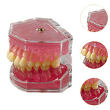 Maxbell Oral Teaching Model Practice Instrument Study Supplies Demonstration Display