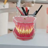 Maxbell Oral Teaching Model Practice Instrument Study Supplies Demonstration Display