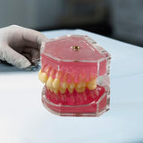 Maxbell Oral Teaching Model Practice Instrument Study Supplies Demonstration Display