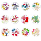Maxbell Maxbell 3D Decoration Real Natural Dried Flower For UV Gel Acrylic Nail Art Tips 01