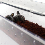 Maxbell Maxbell Reptile Lizard Spider Beetle Scorpion Insect Vivarium Feed/Rearing Box Black