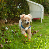 Maxbell Maxbell 4x Waterproof Pet Dog Socks Puppy Anti-slip Boots Paw Protection Yellow - M