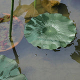 Maxbell 4x Artificial Aquatic Water Grass Fish Tank  Landscape Lotus Decor 17CM