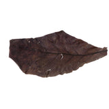Maxbell PACK 30 Indian Almond Leaves Beneficial Leaf for Shrimps Betta Tropical Fish