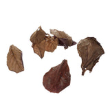 Maxbell PACK 30 Indian Almond Leaves Beneficial Leaf for Shrimps Betta Tropical Fish