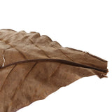 Maxbell PACK 30 Indian Almond Leaves Beneficial Leaf for Shrimps Betta Tropical Fish