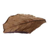 Maxbell PACK 30 Indian Almond Leaves Beneficial Leaf for Shrimps Betta Tropical Fish