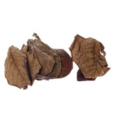 Maxbell PACK 30 Indian Almond Leaves Beneficial Leaf for Shrimps Betta Tropical Fish