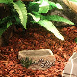 Maxbell Maxbell Reptile Food Dish Feeding Bowl Water Worm Feeder Snakes Medium BL-7002