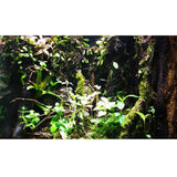 Maxbell Maxbell 20Pcs Wood Moss Fixation Stick Aquarium Fish Tank Terrarium Landscaping