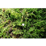 Maxbell Maxbell 20Pcs Wood Moss Fixation Stick Aquarium Fish Tank Terrarium Landscaping