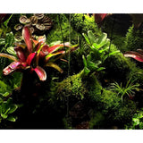 Maxbell Maxbell Terrarium Fish Tank Aquarium Aquatic Moss Fiber Plant Pad Easy Grow 50x50cm