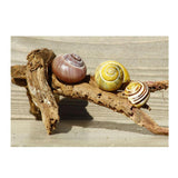 Maxbell Maxbell Aquarium Single-sided Adhesive Poster Background Sticker Escargots 122x61cm