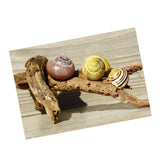 Maxbell Maxbell Aquarium Single-sided Adhesive Poster Background Sticker Escargots 122x61cm