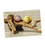 Maxbell Maxbell Aquarium Single-sided Adhesive Poster Background Sticker Escargots 122x61cm