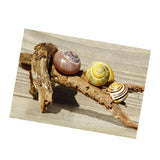 Maxbell Maxbell Aquarium Single-sided Adhesive Poster Background Sticker Escargots 122x61cm