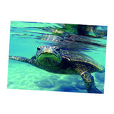 Maxbell Maxbell Aquarium Single-sided Adhesive Poster Background Sticker Turtle 61x41cm