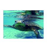 Maxbell Maxbell Aquarium Single-sided Adhesive Poster Background Sticker Turtle 61x41cm