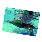 Maxbell Maxbell Aquarium Single-sided Adhesive Poster Background Sticker Turtle 61x41cm